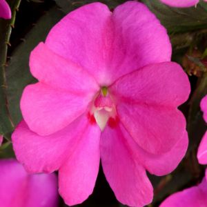 Sun Patiens